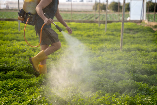 Best Termite Control Services  in Red Corral, CA