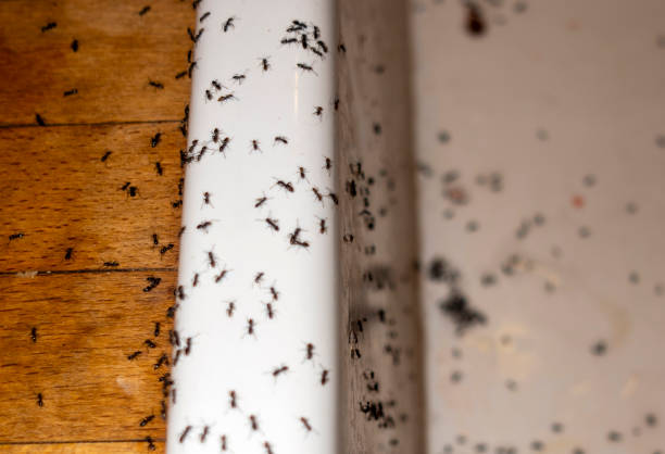 Red Corral, CA Pest Control Company